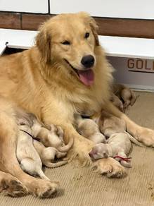 golden retriever puppies 19