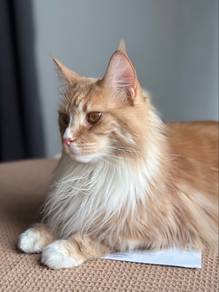 Maine Coon Mix Female