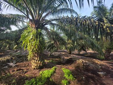 Agricultural Land in Pontian, JHR