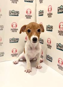 v43 Kawai Jack Russell Dog