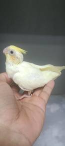 burung pastel face