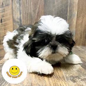 GR9rr_222 darling small size pet Shih Tzu