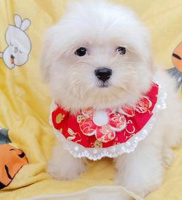 Bichon