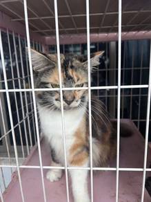 female calico