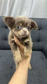 Chihuahua femaleF1dob : Feb 2026