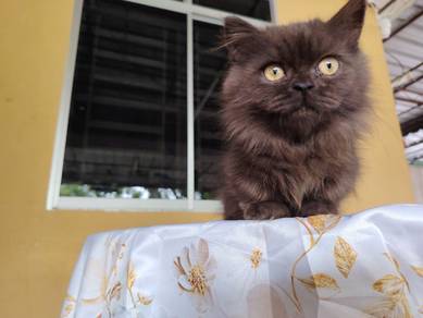 Munchkin 