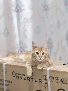 Mainecoon Female