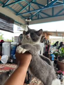 Kucing Bsh