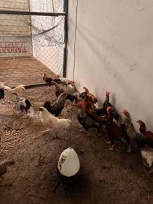 Ayam untuk dijual