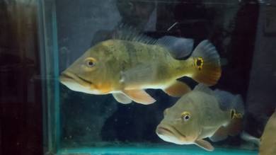 Peacock Bass