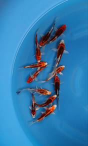 Japanese koi