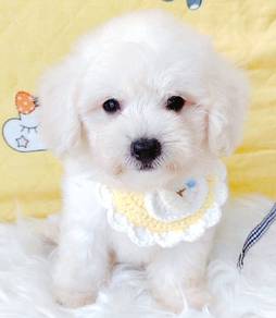 Maltipoo