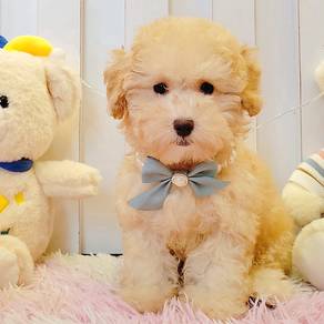 Poodle