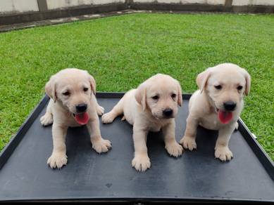 Labrador