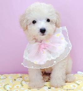 Poodle