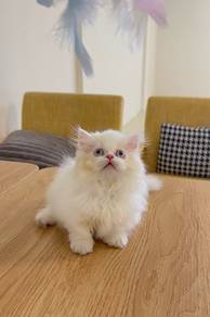 Munchkin Persian