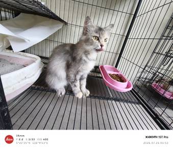3 cats for Sale 