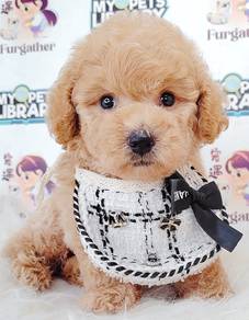 Poodle