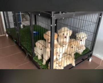 PomaPoo (Pomeranian mix Poodle) 博美混贵宾