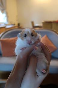 Syrian Hamster (female)