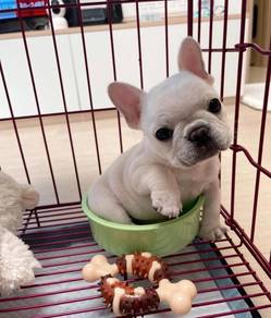 French Bulldog