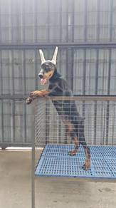 Female Doberman 立耳朵的杜宾狗狗 【母】