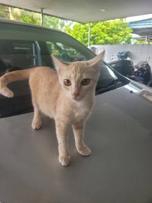 Kitten for adoption