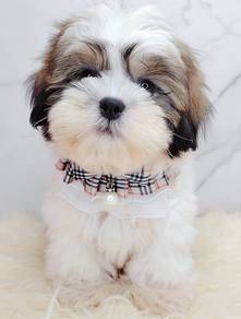 Shih Tzu