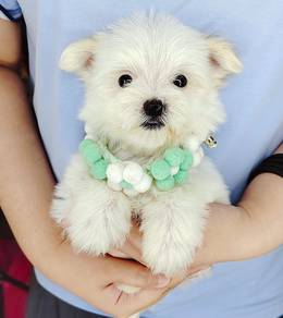 Maltipoo