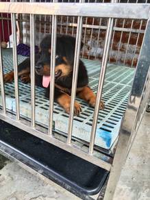 pure Rottweiler female puppy
