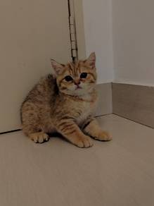 [BSH] - Golden British Shorthair NY23- Female