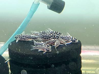 tatia  mini catfish