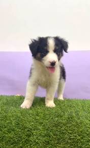 Border collie with Mka certificate