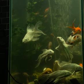 ikan Koi butterfly platinum
