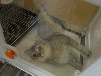 Bsh mix Scottish ingin di rehome