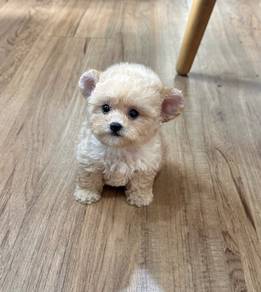 MINI POODLE PUPPIES S119 🌻 Premium Puppy