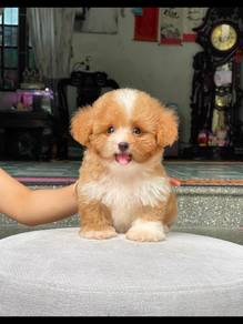 Red party color poodle 