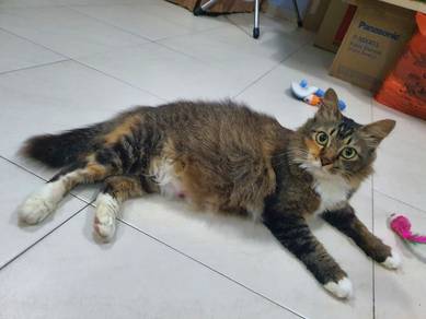 Kucing Betina ±1.5thn Lengkap Vaksin, Sudah Mandul