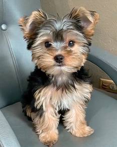 Squeal-worthy Silkese Long Hair Small Puppy Puppy