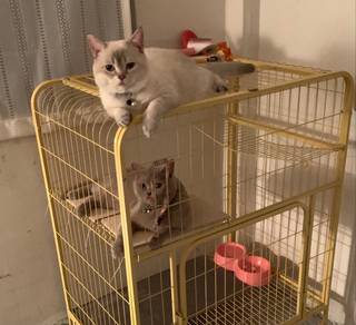 BSH cat (british short hair)