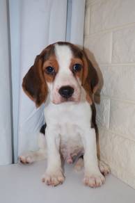 J0548 Beagle Sweet Face Floppy Ears Puppy