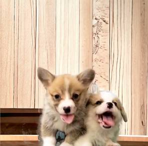 Corgi male mka and microchip