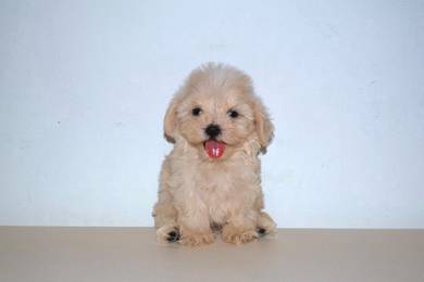C33 Cute Maltipoo Puppy
