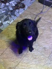 free adoption golden retriever n Labrador mix
