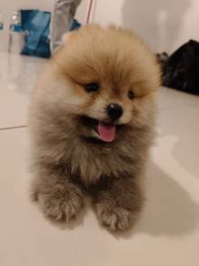 pomeranian 2