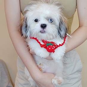 Shih Tzu
