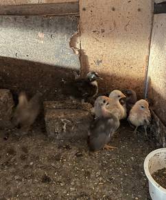 Anak ayam serama