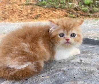 kitten exotic longhair for rehome