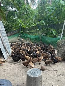 Itik Penelur