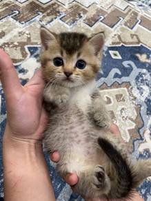 British Shorthair ( Black golden)
